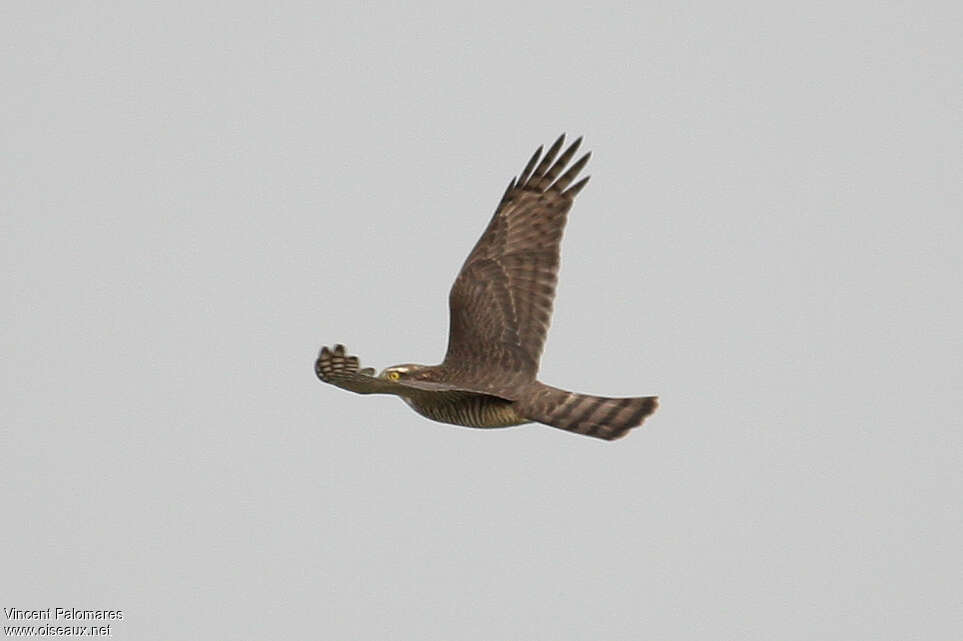 Eurasian SparrowhawkFirst year, Flight