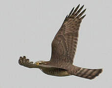 Eurasian Sparrowhawk