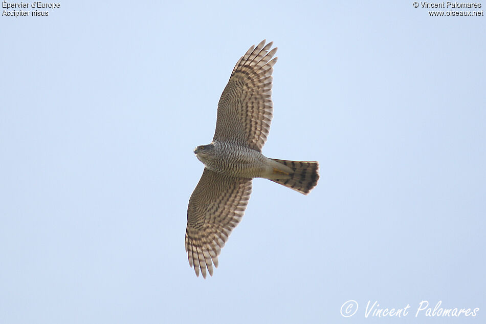 Eurasian Sparrowhawk