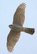 Eurasian Sparrowhawk