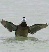 White-headed Duck