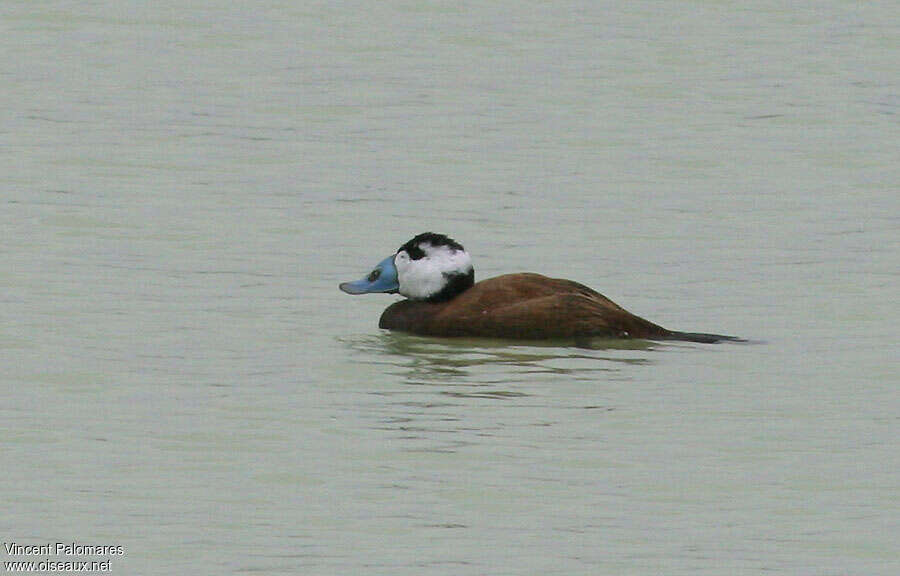 White-headed Duck male adult breeding, identification