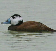 White-headed Duck