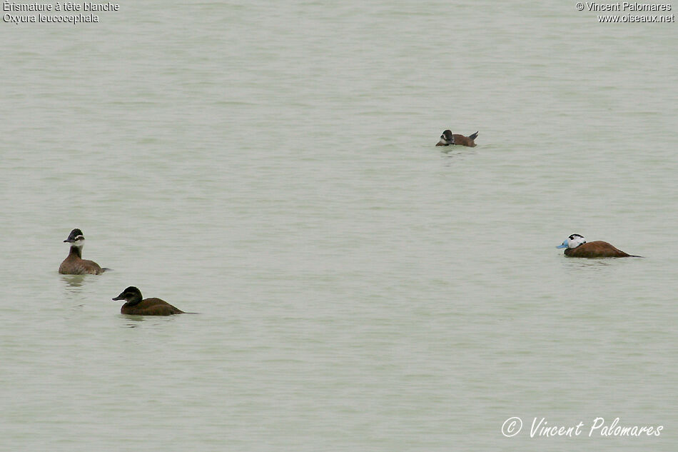 White-headed Duck