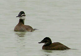 White-headed Duck