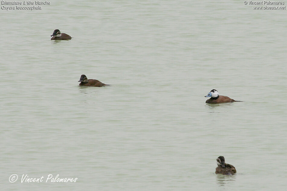 White-headed Duck