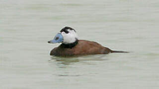 White-headed Duck