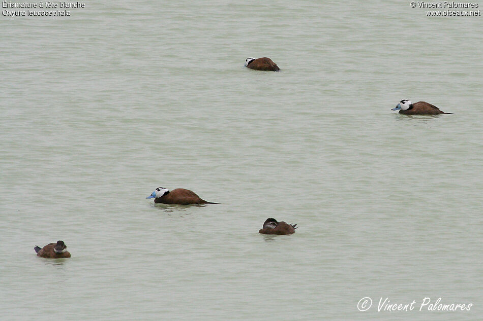 White-headed Duck