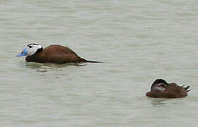 White-headed Duck