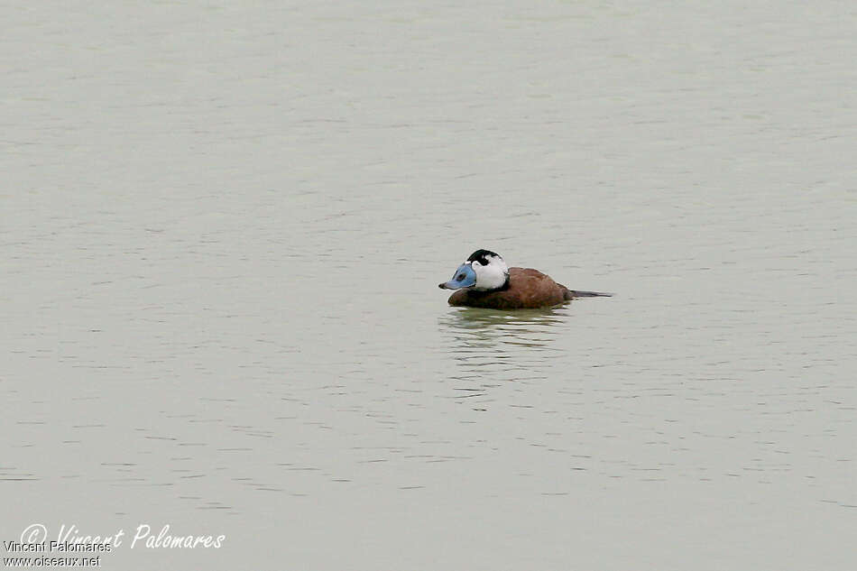 White-headed Duck male adult breeding, Behaviour