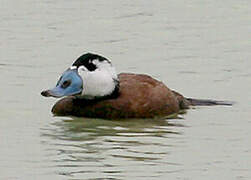 White-headed Duck