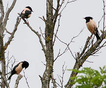 Rosy Starling