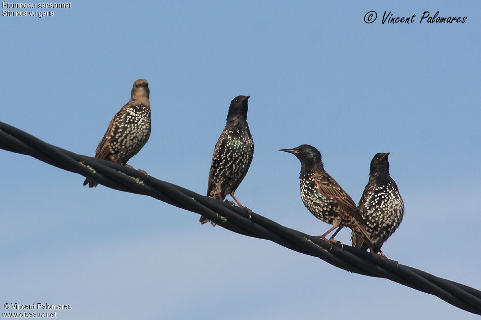 Common Starling