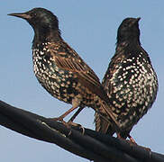 Common Starling