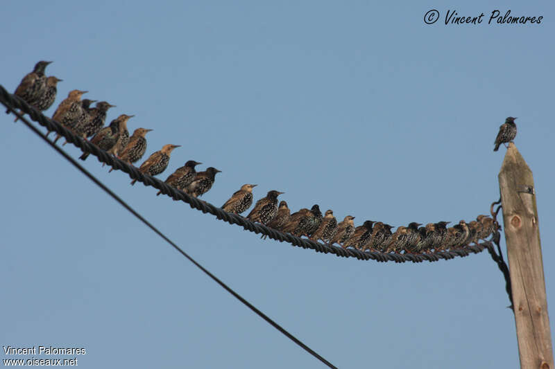 Common Starling, Behaviour