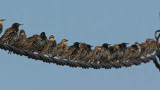 Common Starling