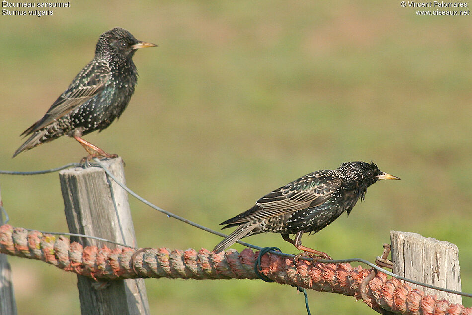 Common Starling