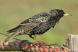 Common Starling