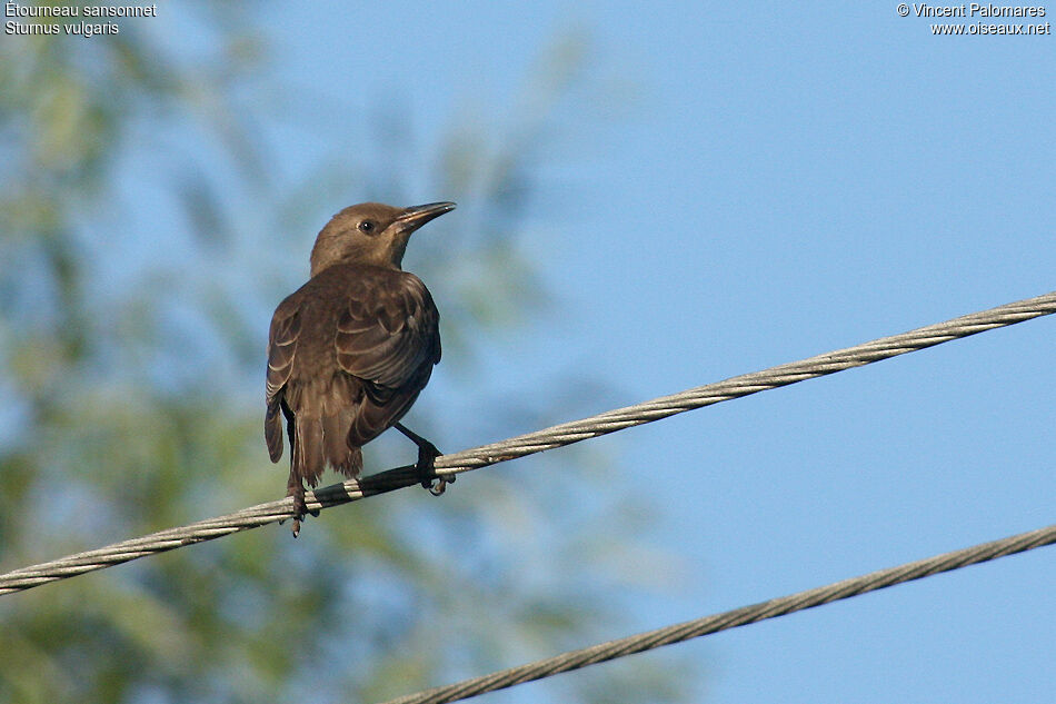 Common Starling