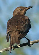 Common Starling