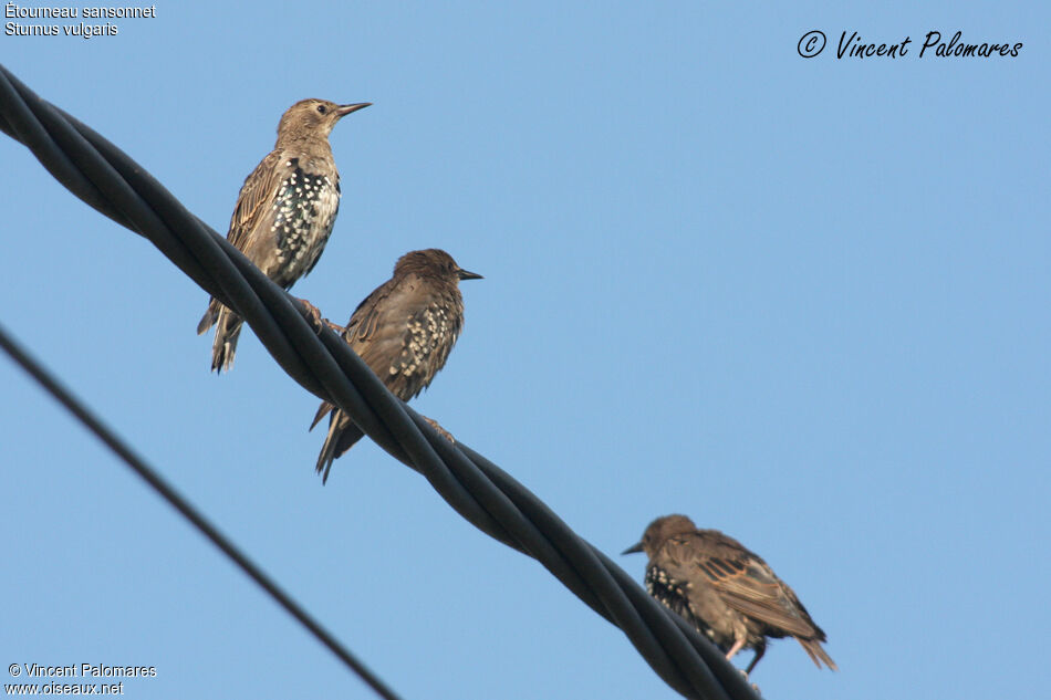 Common Starling