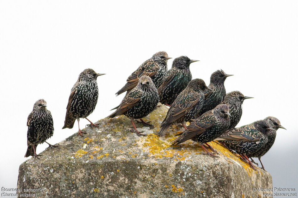 Common Starling