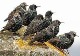 Common Starling