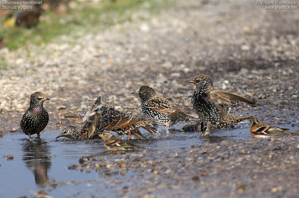 Common Starling