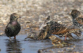 Common Starling