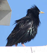 Spotless Starling