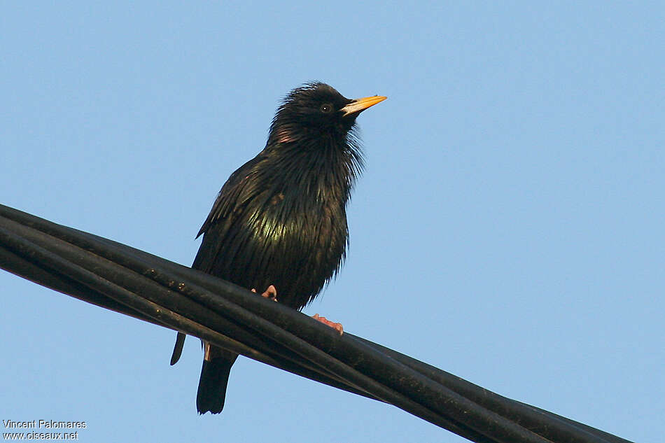 Spotless Starlingadult breeding, pigmentation