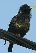 Spotless Starling