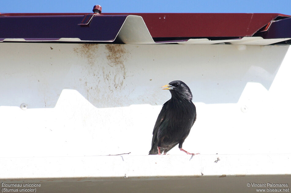 Spotless Starling