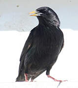 Spotless Starling