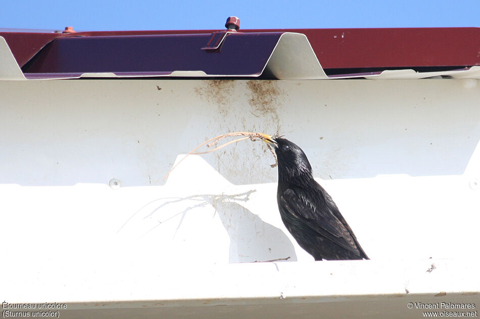 Spotless Starling