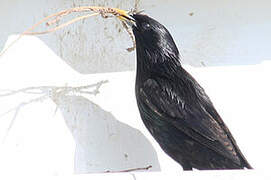 Spotless Starling