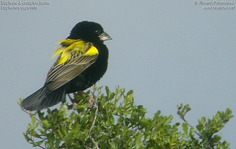 Yellow Bishop