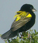 Yellow Bishop