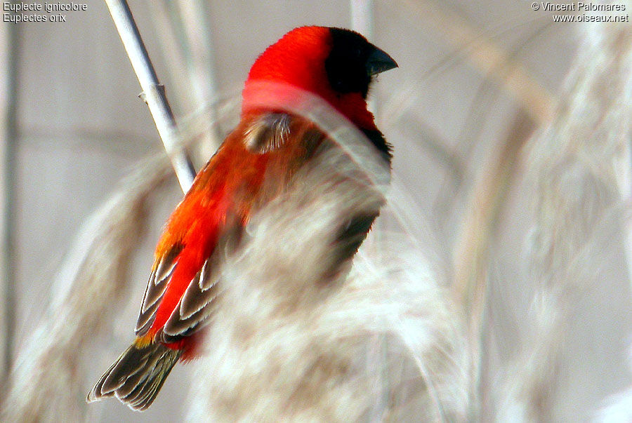 Southern Red Bishop