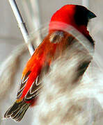 Southern Red Bishop