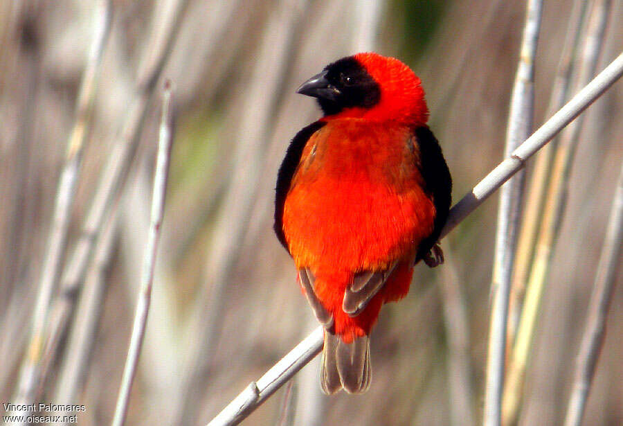 Southern Red Bishop male adult, close-up portrait