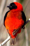 Southern Red Bishop