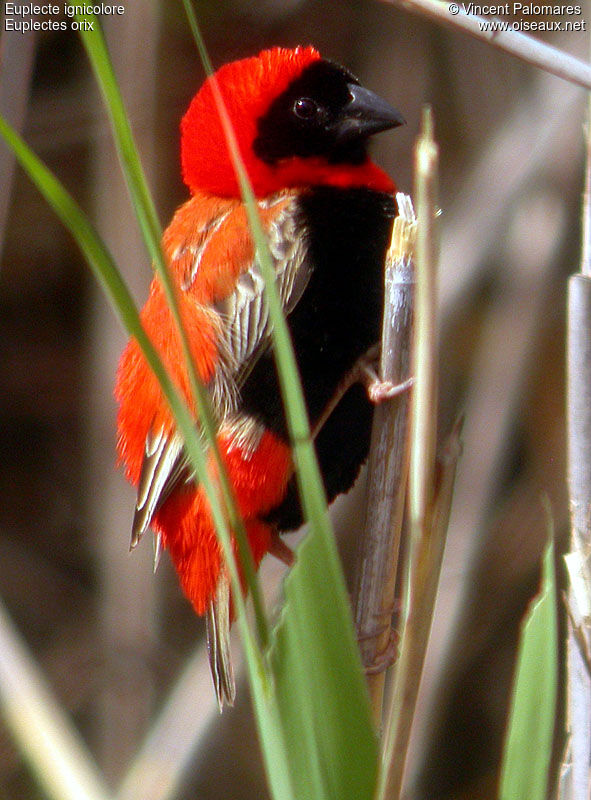 Southern Red Bishop