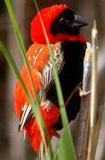 Southern Red Bishop