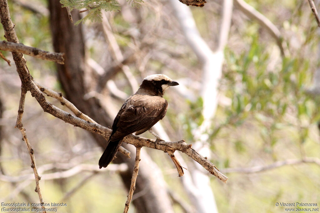 Southern White-crowned Shrike