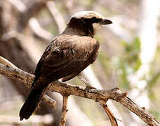 Southern White-crowned Shrike