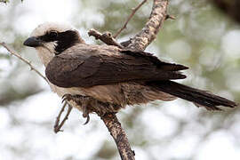 Southern White-crowned Shrike