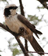 Southern White-crowned Shrike