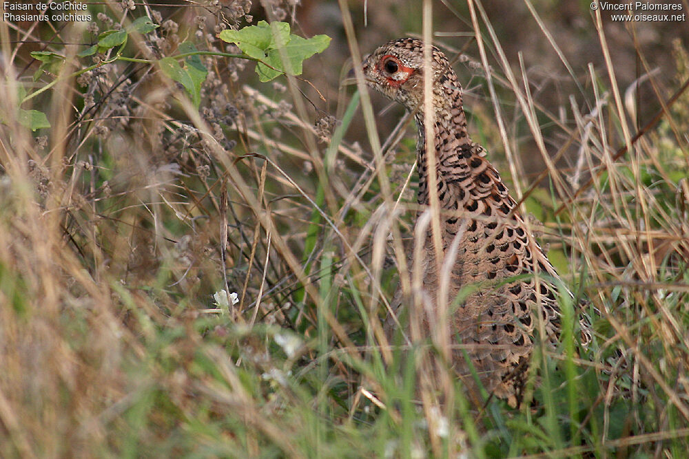 Common Pheasant female