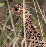 Common Pheasant